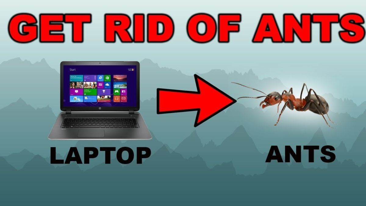 How Do I Clear Ants That Entered Laptops Can They Cause Any Damage To The Device